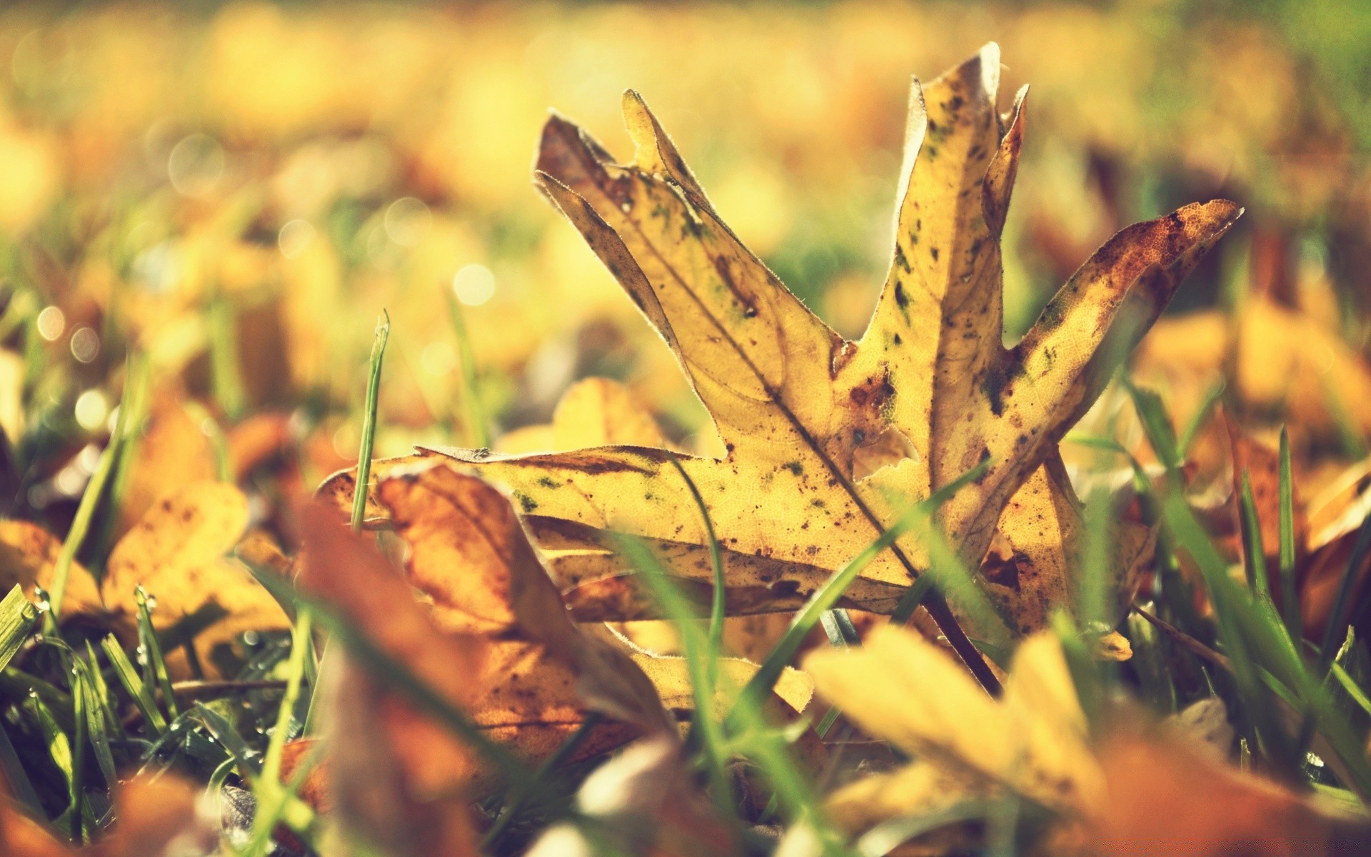 autunno autunno foglia natura flora all aperto erba stagione colore crescita bel tempo giardino legno primo piano ambiente fiore sole luce sfocatura parco