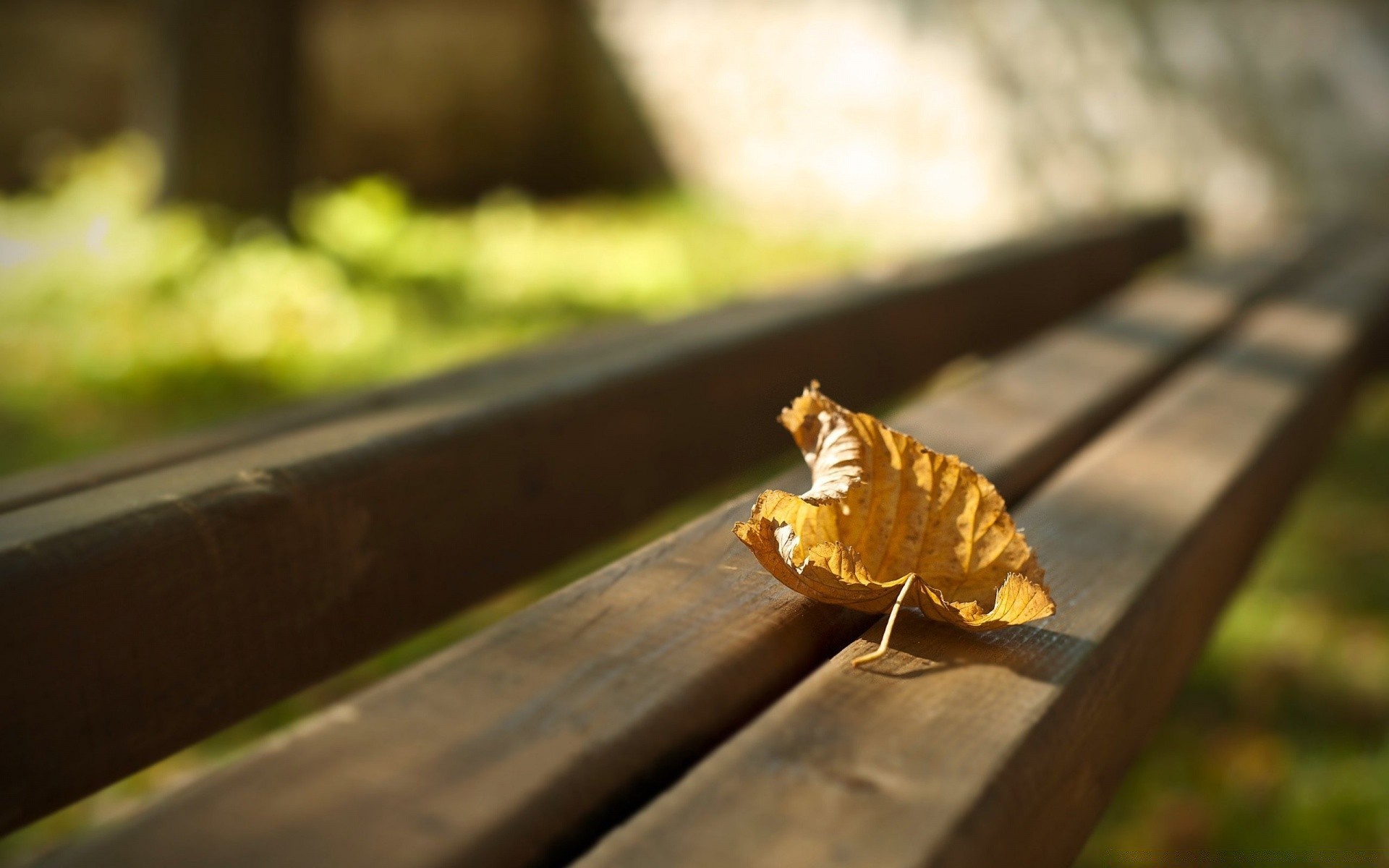 autunno sfocatura all aperto foglia legno natura cibo autunno luce del giorno singolo bel tempo