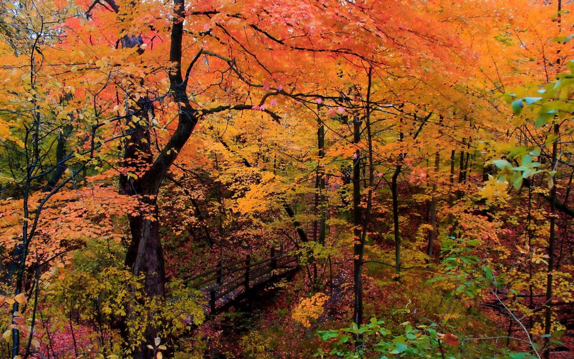 automne automne feuille érable bois bois nature paysage parc saison scénique à l extérieur paysages or branche scène