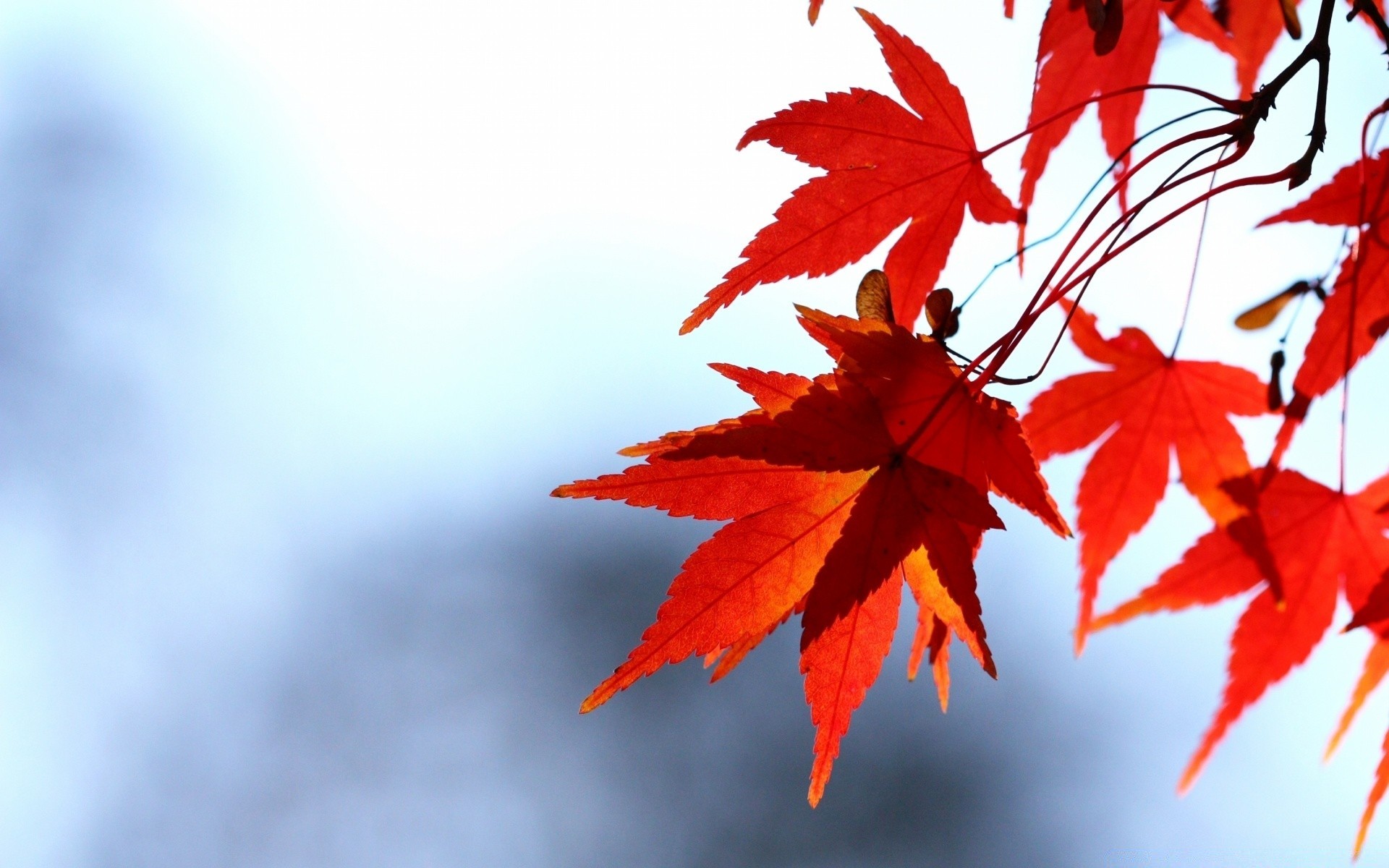 autumn leaf fall nature maple bright outdoors season flora growth fair weather change lush