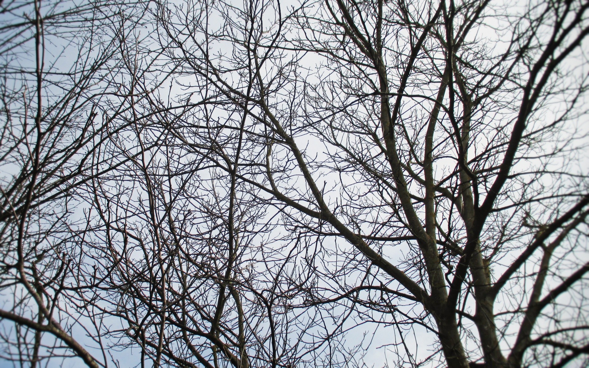 autumn tree branch desktop wood season nature trunk environment leaf winter abstract growth flora twigs husk alone park solitude weather