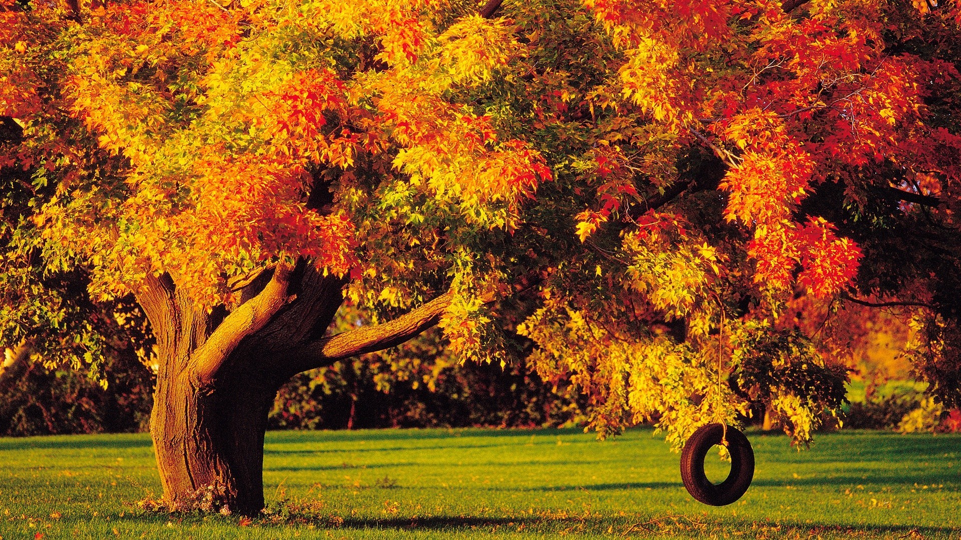 autunno autunno albero foglia stagione maple natura parco paesaggio di colore di legno all aperto luminoso