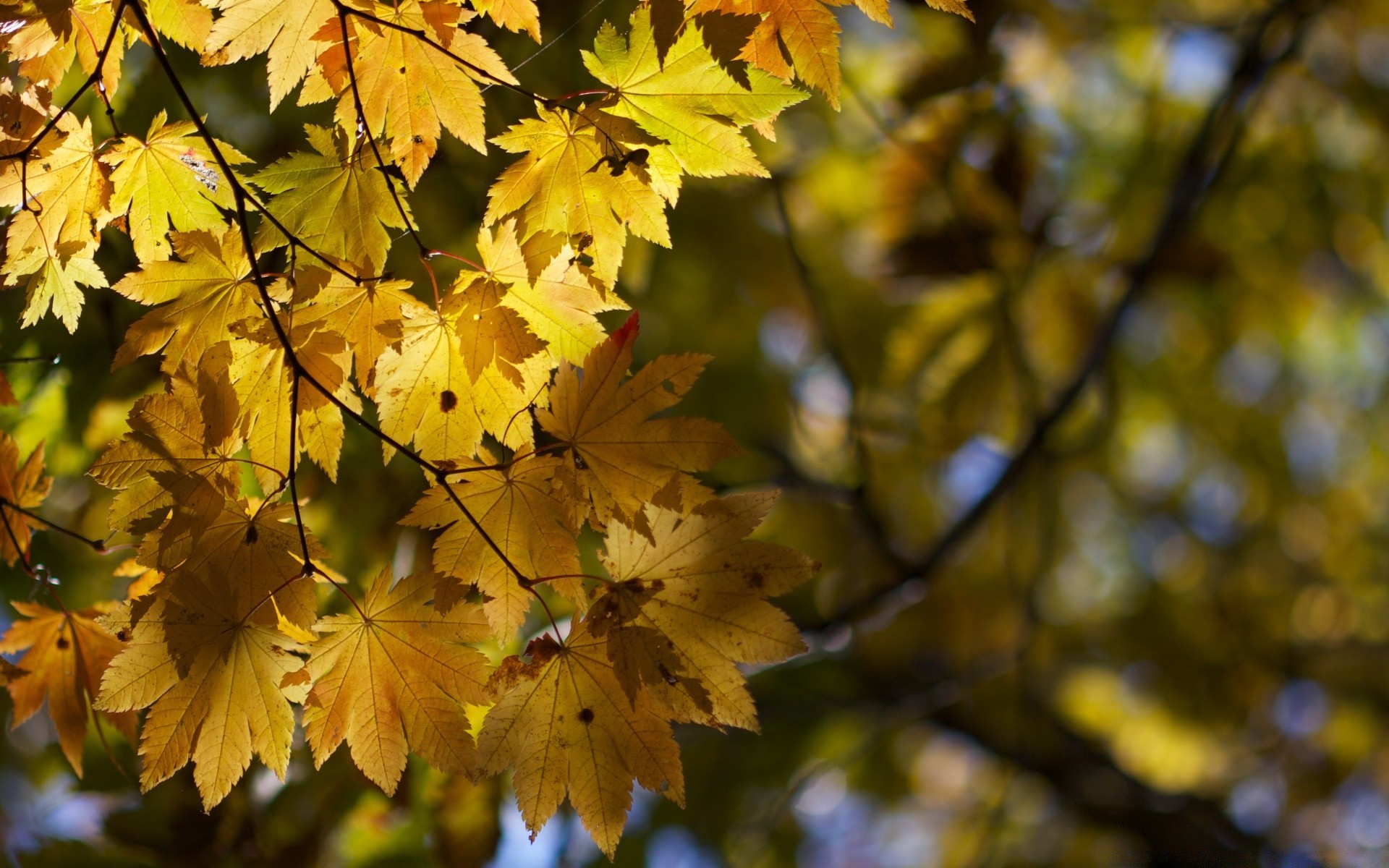 automne feuille automne arbre nature érable saison flore lumineux à l extérieur branche parc couleur beau temps bois croissance luxuriante jardin environnement gros plan