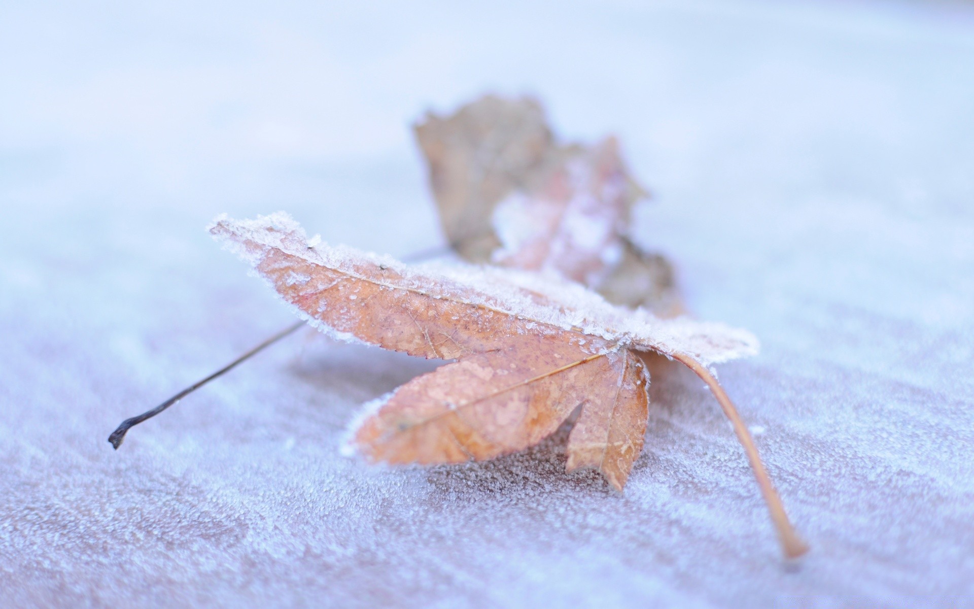 outono inverno natureza neve geada frio congelado ao ar livre folha gelo close - up outono estação madeira