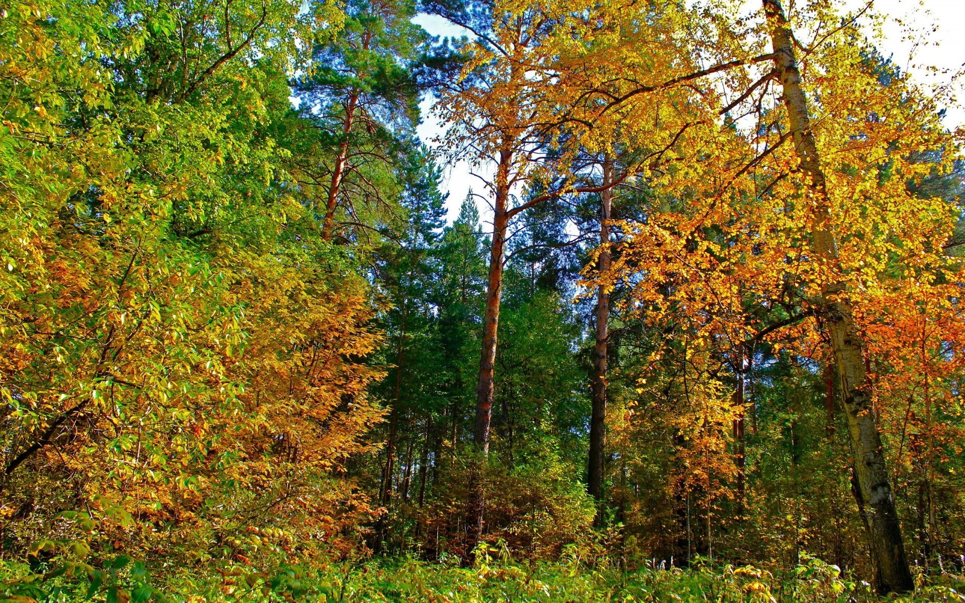 herbst herbst blatt natur holz holz saison landschaft park gold im freien ahorn gutes wetter landschaftlich szene flora landschaft umwelt zweig hell farbe