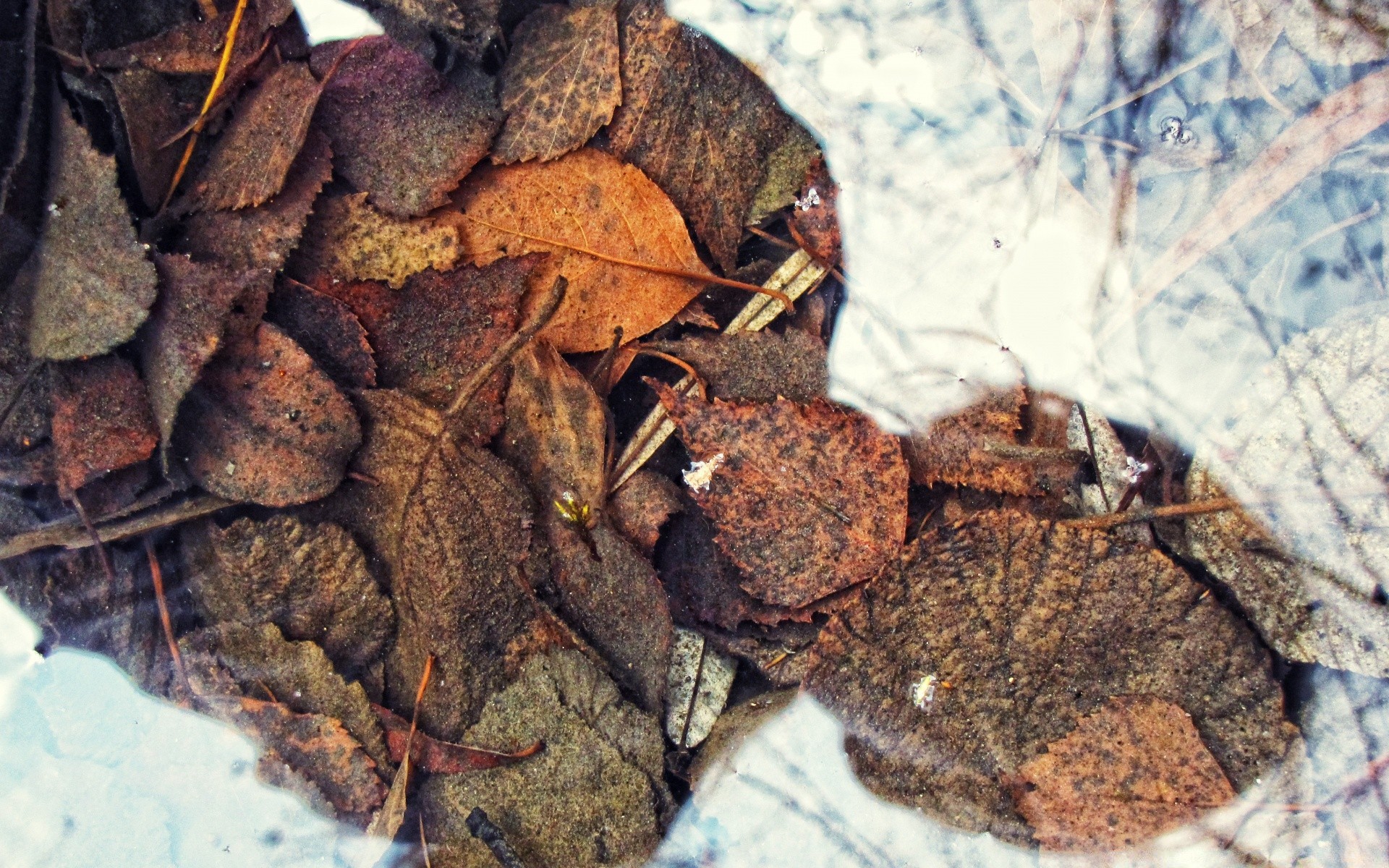 autumn food desktop nature close-up dry wood texture pile batch spice