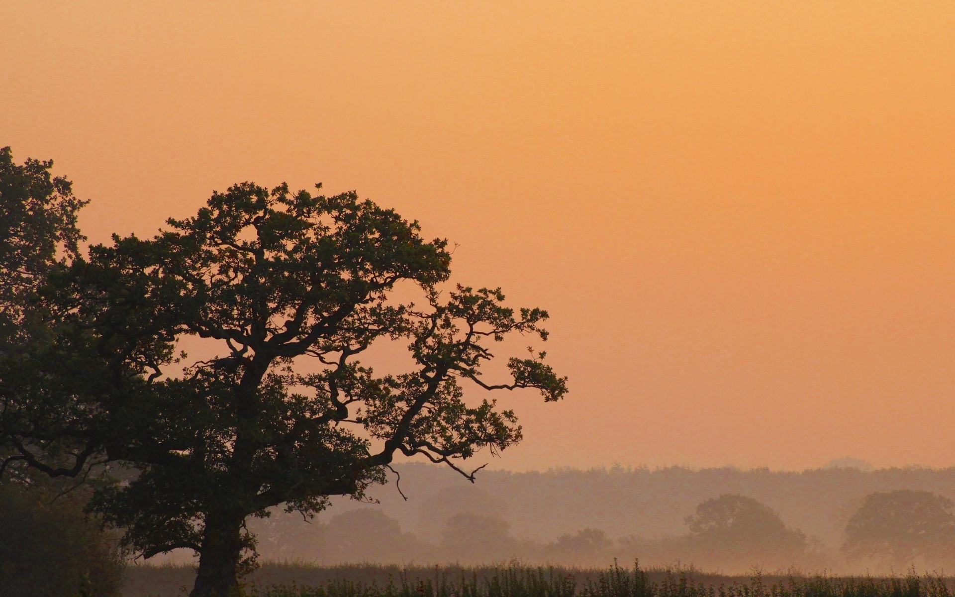 automne brouillard arbre aube paysage brouillard coucher de soleil rétro-éclairé silhouette nature soleil soir ciel à l extérieur automne lumière météo crépuscule unique brume