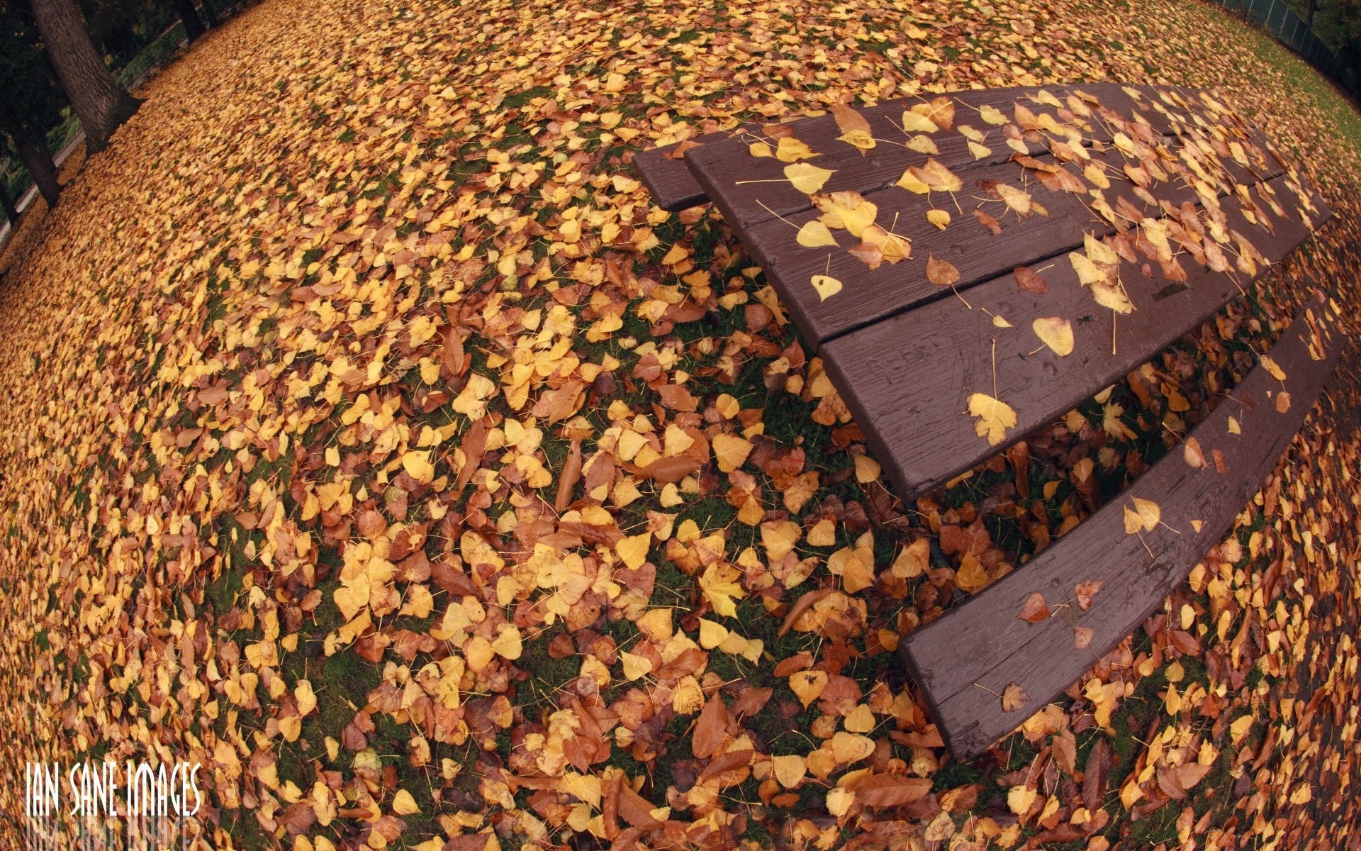 automne automne bois alimentaire bureau bois à l extérieur modèle nature texture