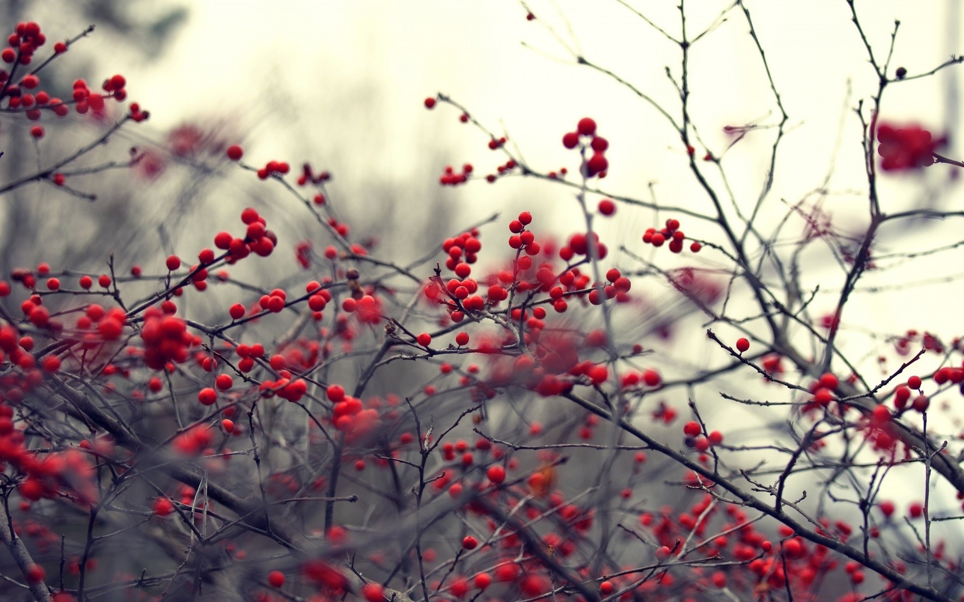 automne hiver branche nature arbre saison gel neige à l extérieur rowan automne arbuste baie cerise flore feuille fleur lumineux rowan couleur