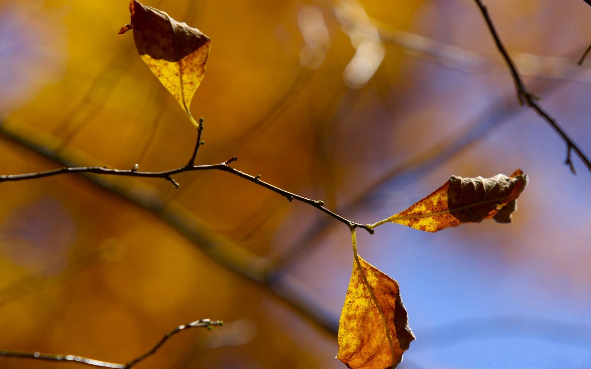 otoño otoño hoja árbol naturaleza rama flora al aire libre luz color oro invierno flor desenfoque jardín parque temporada dof buen tiempo arce