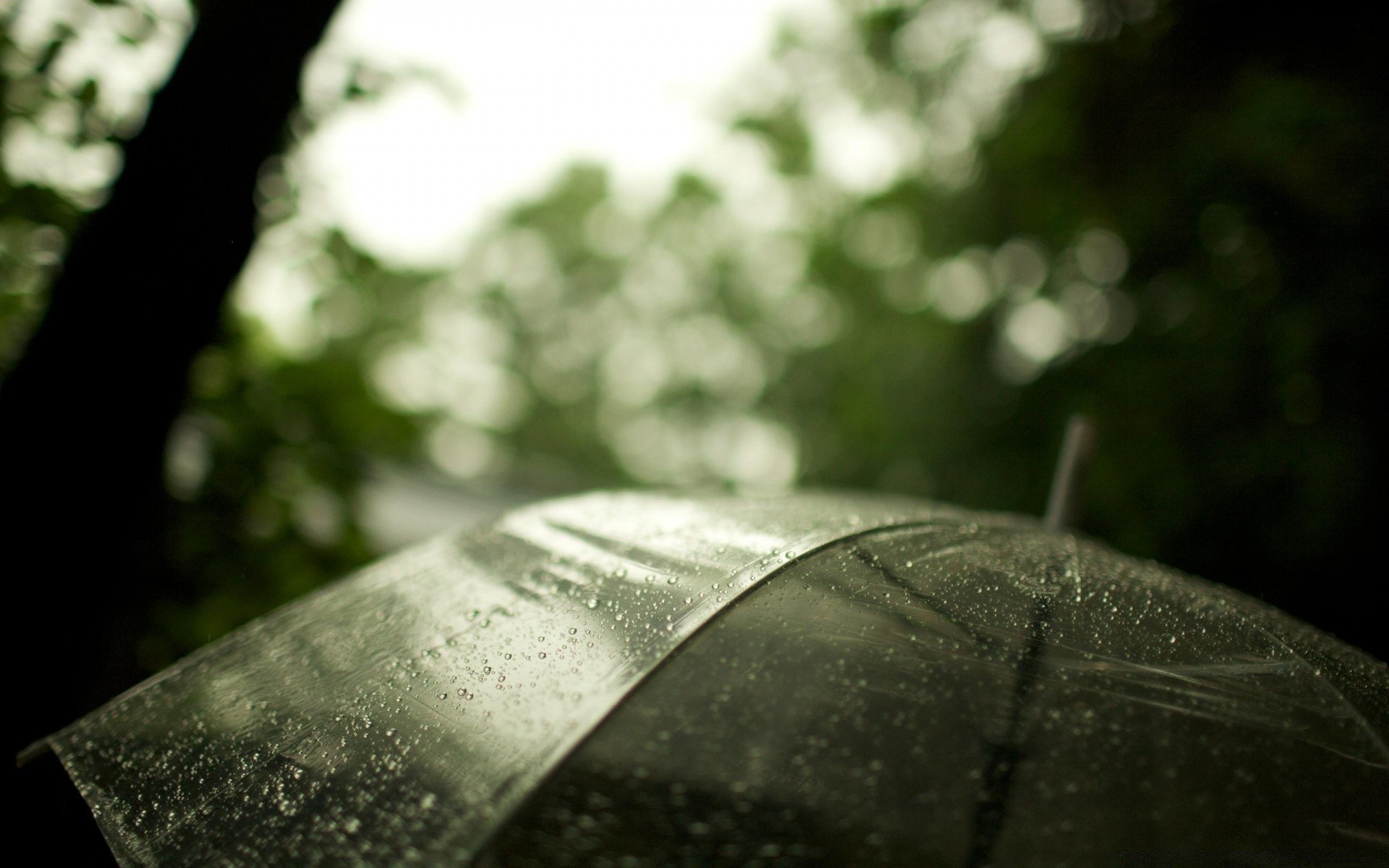 outono dof borrão chuva monocromático natureza ainda vida folha outono