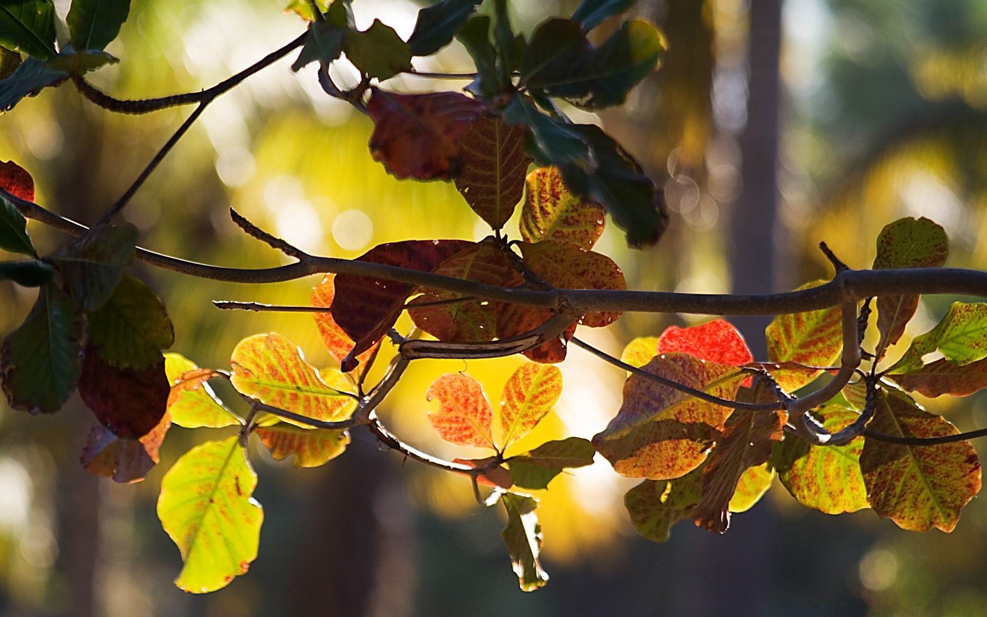 automne feuille nature arbre branche automne saison flore à l extérieur lumineux couleur gros plan beau temps parc jardin