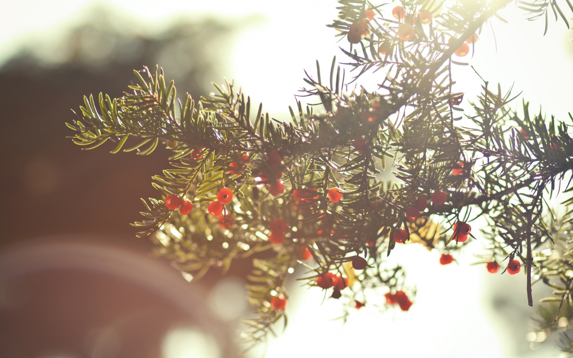 herbst weihnachten winter dekoration baum zweig urlaub evergreen kiefer tanne glänzt nadeln fichte ball merry saison unschärfe nadelholz gold karte