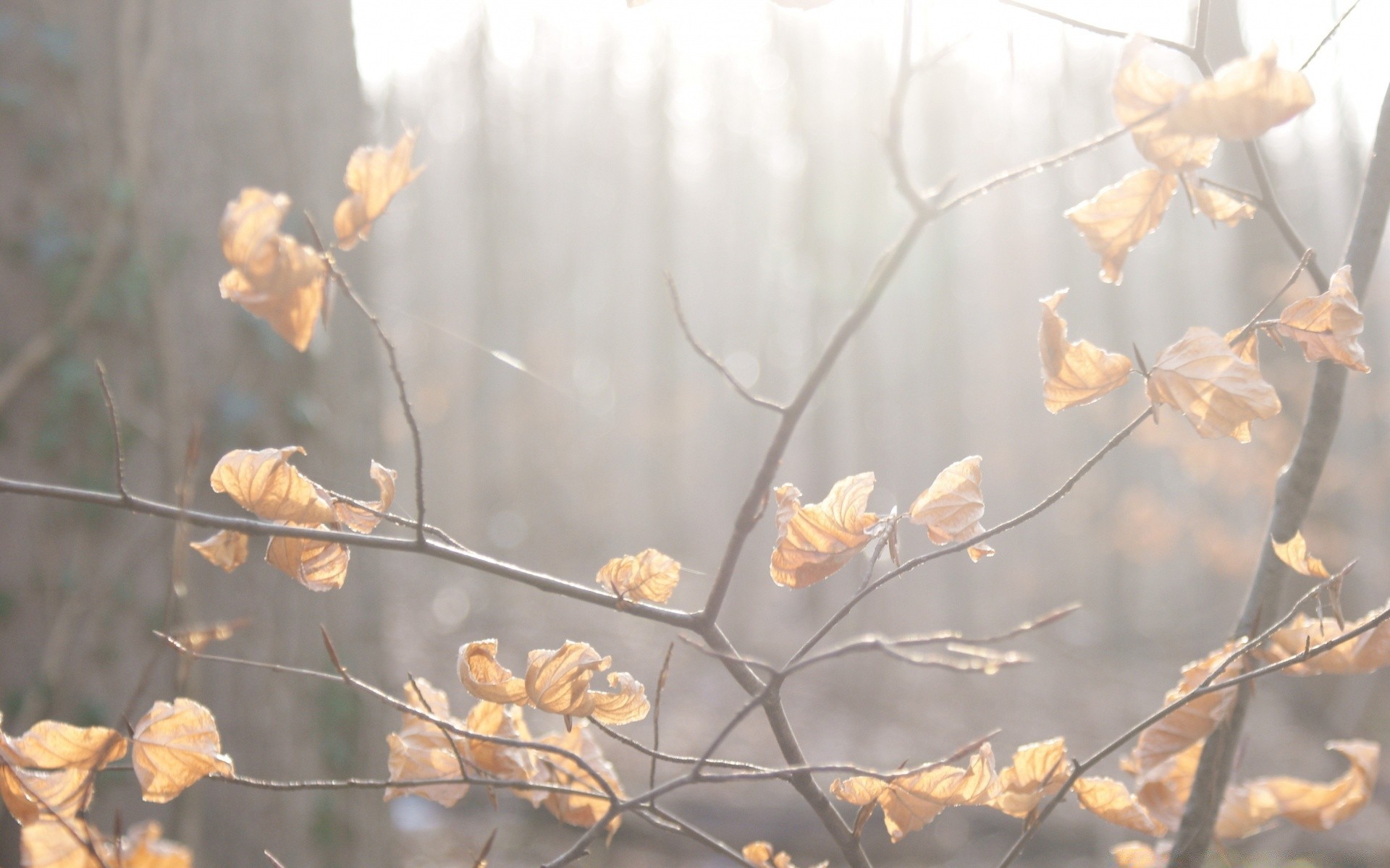 autumn nature season branch tree flora leaf outdoors flower bright dry close-up fair weather fall wood color desktop beautiful garden light