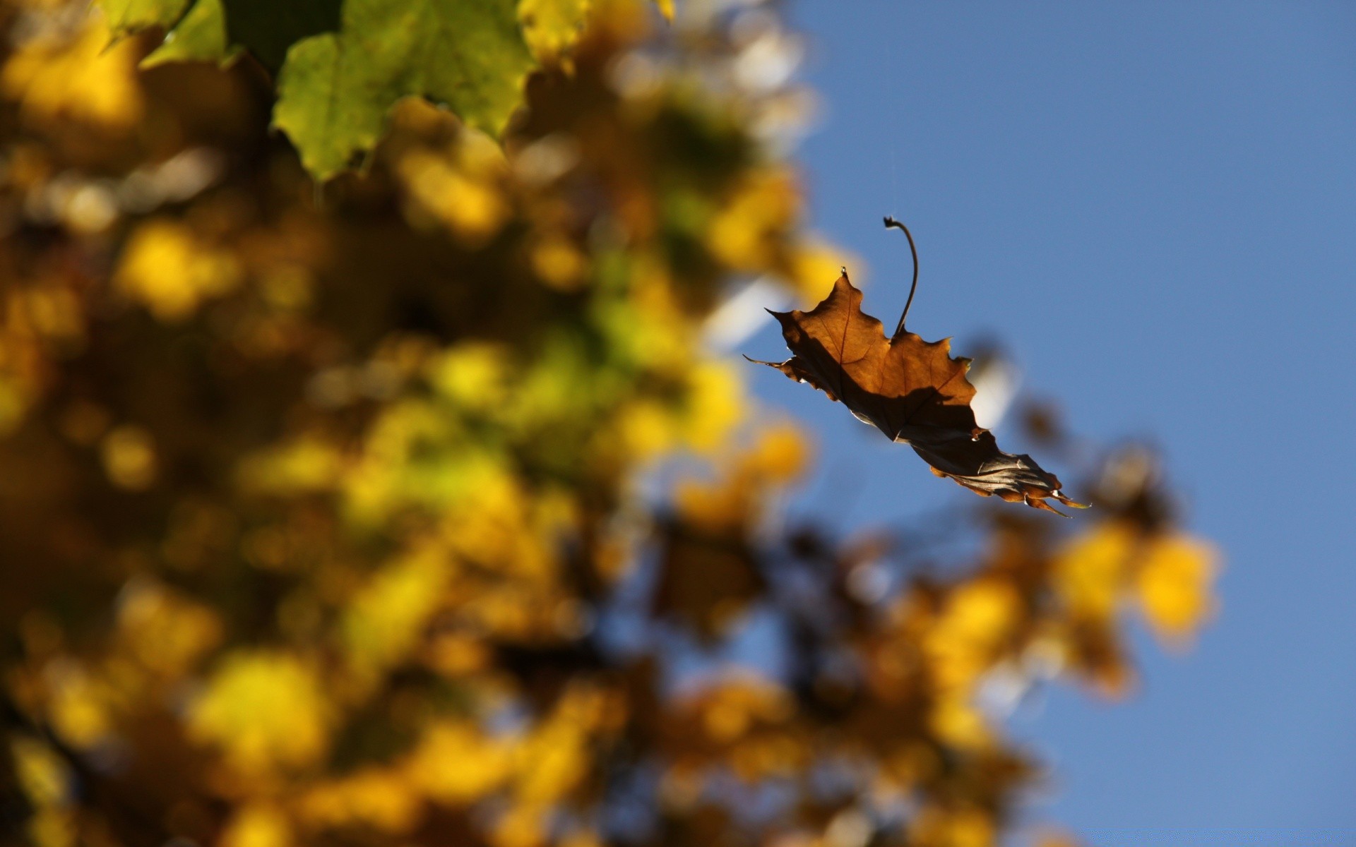 autumn leaf nature tree fall flora outdoors flower season branch color close-up desktop garden sun fair weather bright park growth light