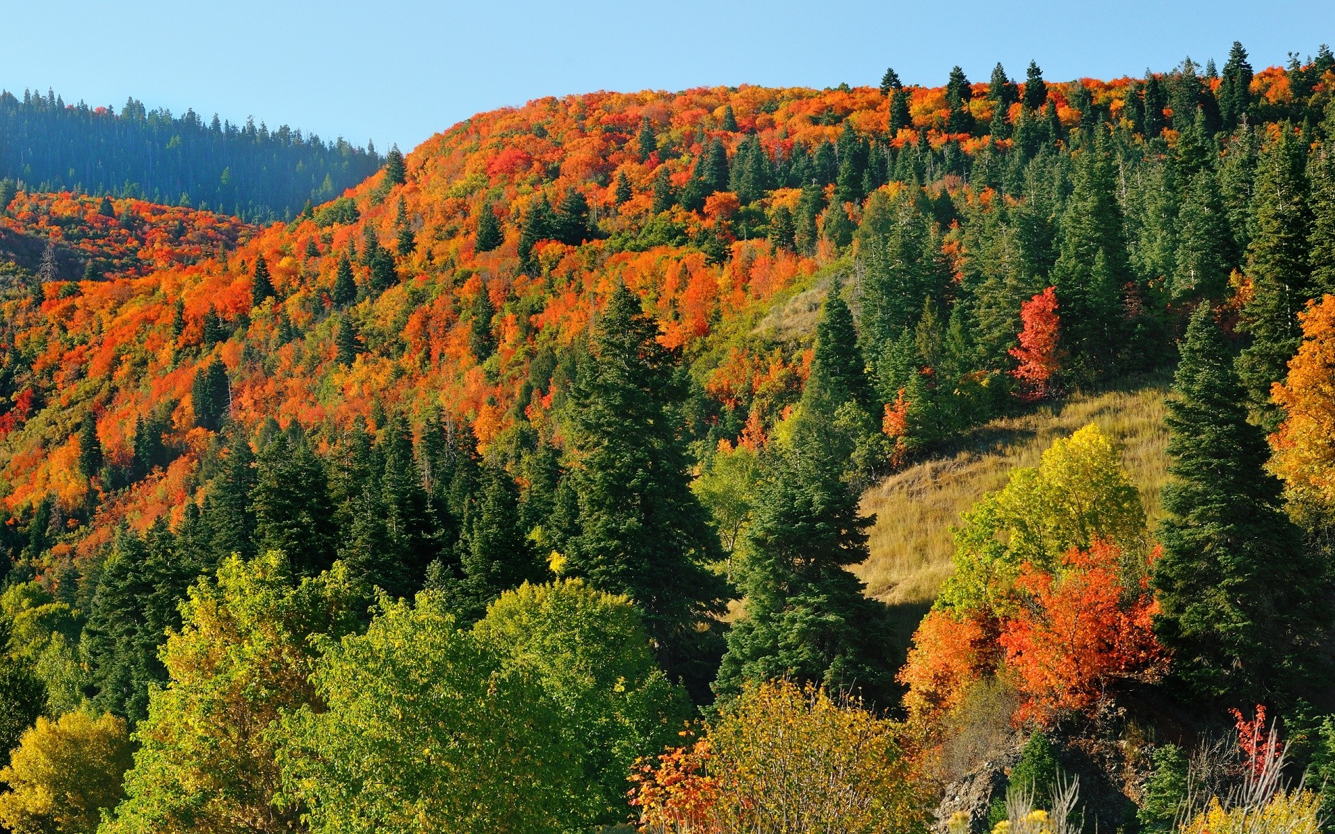 autumn fall wood tree nature outdoors landscape leaf scenic mountain travel daylight park scenery season wild conifer sky