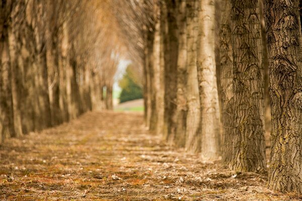 Bellissimo paesaggio della foresta autunnale