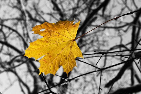 A maple leaf falls from a tree