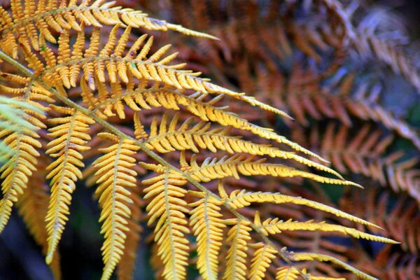 Feuille inhabituelle dans une forme approximative