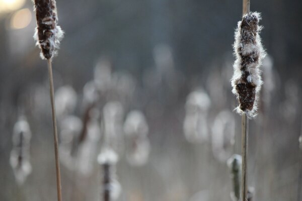 Nature is like winter, but in fact autumn