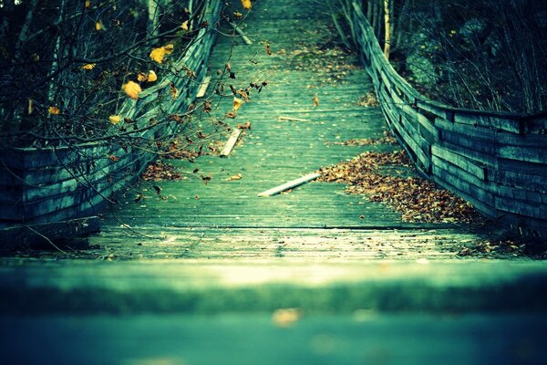 Puente tropical en el bosque de otoño