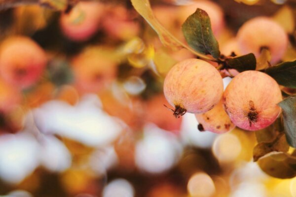 Frutta in autunno nella foresta