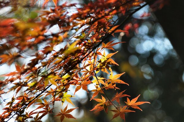 Autumn forest. The leaves are multicolored