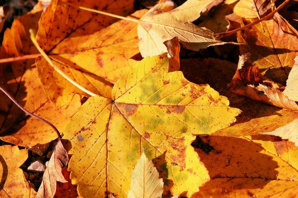 Maple leaves in autumn colors