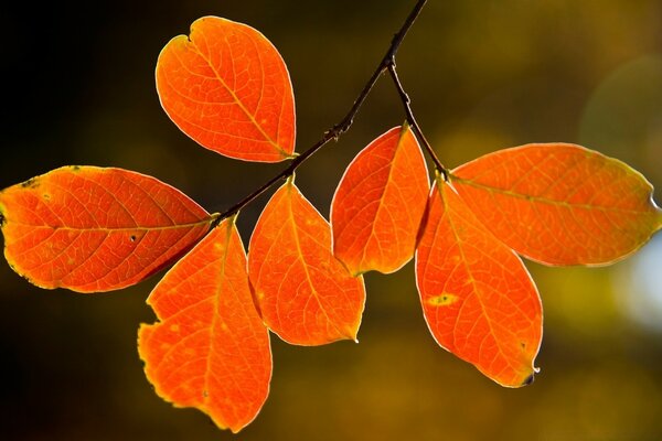 Helle Herbstblätter