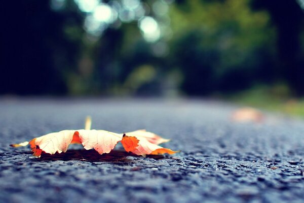 Una hoja roja de otoño descansa sobre el asfalto