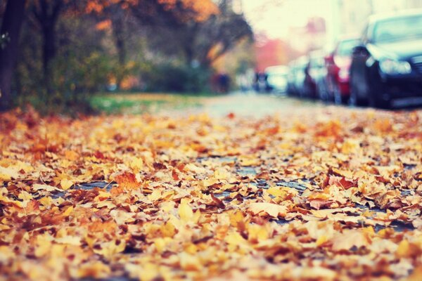 Fogliame autunnale dorato sulla strada