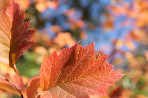 Autumn nature yellow leaves