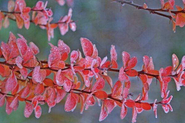 Branches of a tree with red leaves