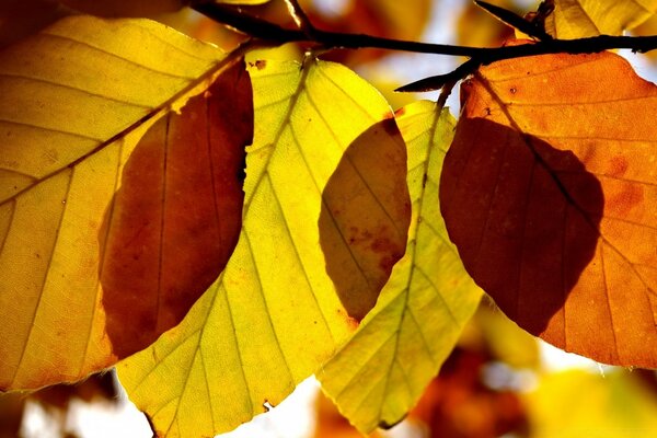 Natürliche Flora der Herbstblätter