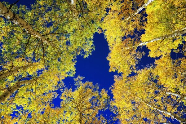 Im Herbst Bäume in der Natur