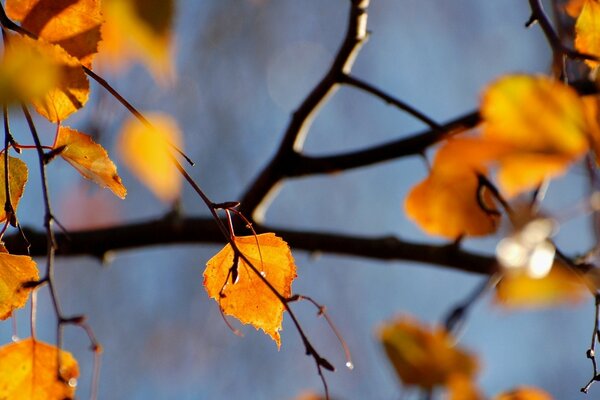 A branch of yellow leaves on a blurry background