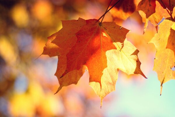 La hoja de otoño de arce llega al sol