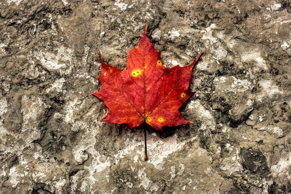 Hoja de otoño al aire libre