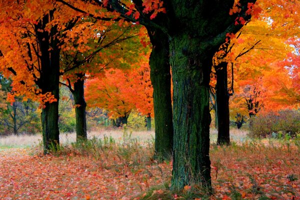 Herbstlaub an den Bäumen