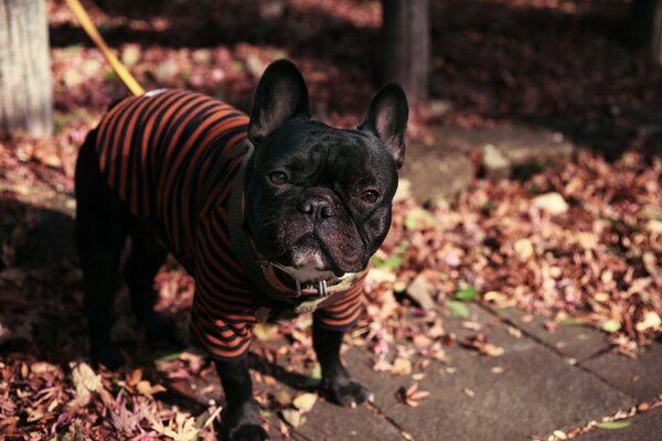 Französische Bulldogge in einem schönen Outfit