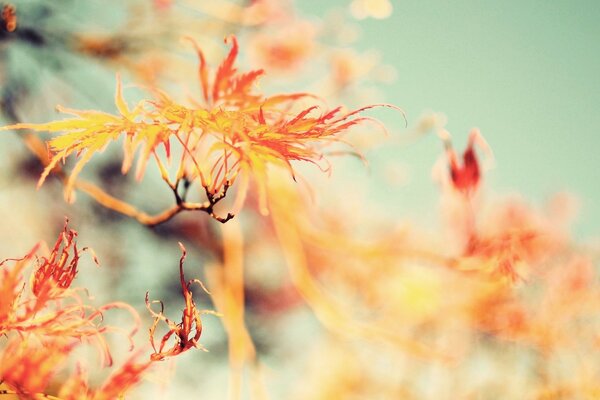 Fiery bright orange tree foliage