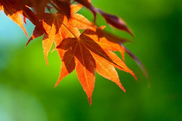 Otoño hojas brillantes en la naturaleza