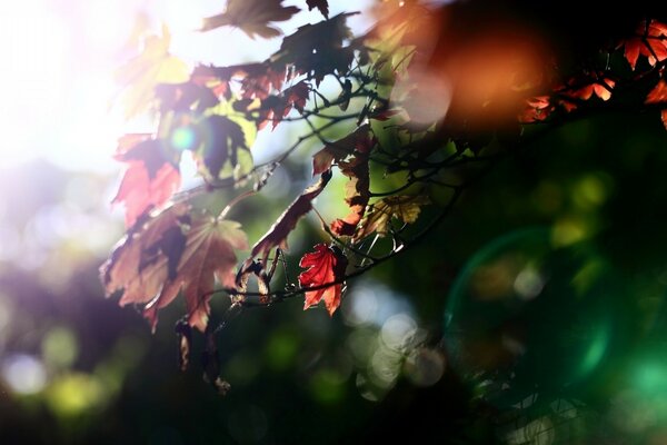 Herbstliche Landschaft. Die Unschärfe des Laubs schimmert