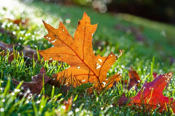 Feuille d érable sur l herbe