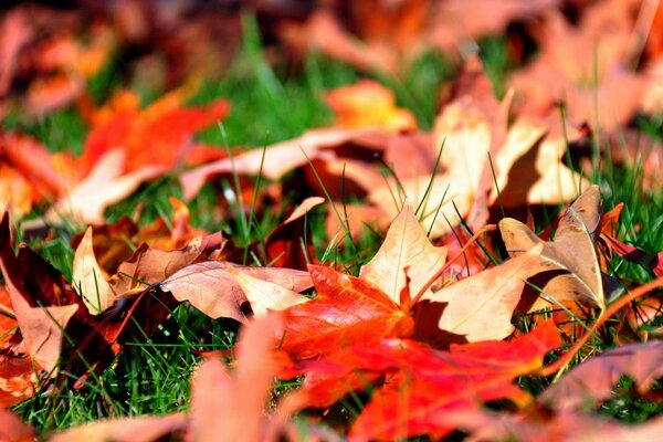 En la hierba verde lelat hojas brillantes de otoño