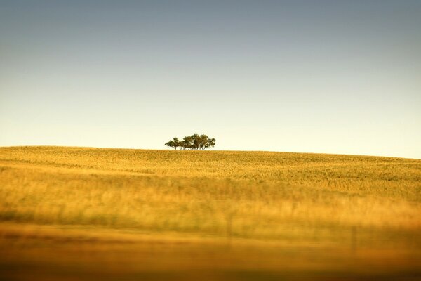 En este campo en el horizonte, un árbol contra el cielo