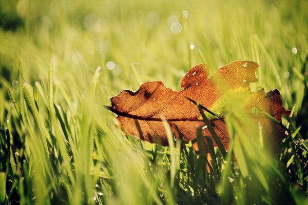 A fallen leaf on the summer grass