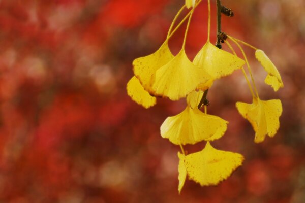 Withering leaves on a tree in the autumn season