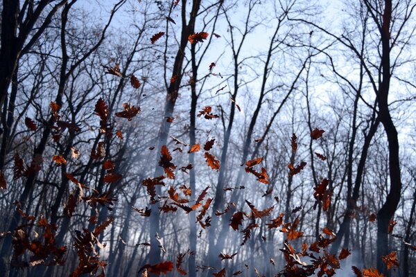 Caída de hojas de otoño en el bosque