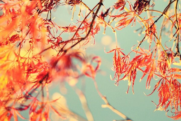 Tree branches against the sky